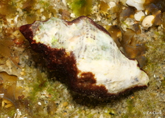 Acanthinucella spirata