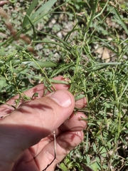 Pombalia verticillata