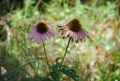 Echinacea purpurea