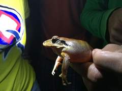 Eleutherodactylus inoptatus