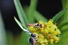 Sphaerophoria contigua