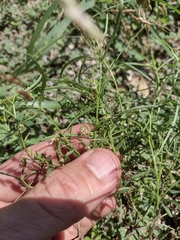 Pombalia verticillata