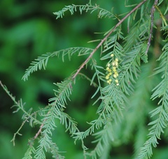 Taxodiomyia cupressi