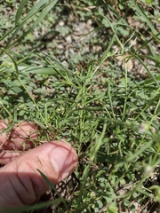 Pombalia verticillata