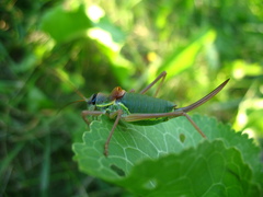 Ephippiger ephippiger