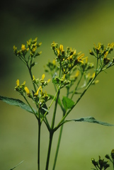 Verbesina occidentalis