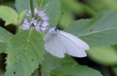 Pieris oleracea