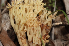 Ramaria lorithamnus