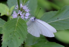 Pieris oleracea