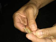 Eleutherodactylus auriculatoides