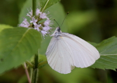 Pieris oleracea