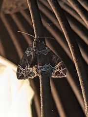 Ecliptopera silaceata