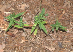 Dichanthelium acuminatum