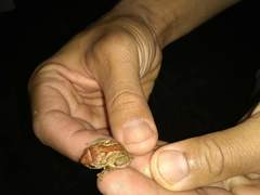 Eleutherodactylus auriculatoides