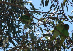 Glossopsitta concinna