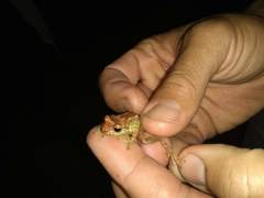 Eleutherodactylus auriculatoides