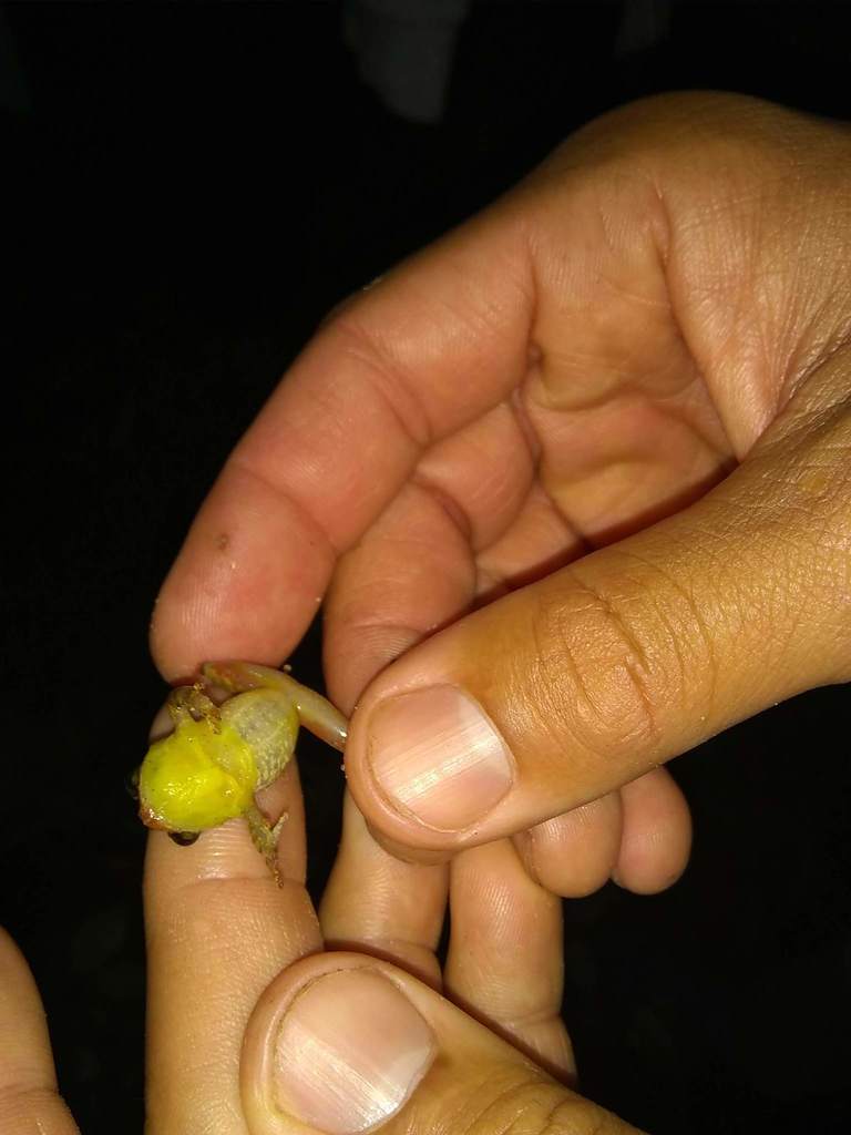 Northern Hammer Frog