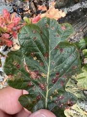 Neuroterus saltatorius