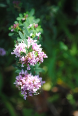 Lespedeza virginica