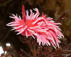 Okenia rosacea