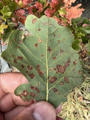 Neuroterus saltatorius