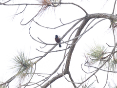 Sporophila angolensis