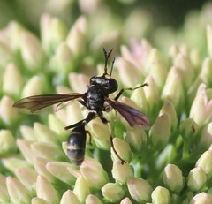 Physocephala tibialis