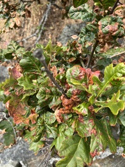 Neuroterus saltatorius