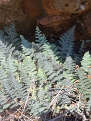 Myriopteris lindheimeri