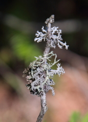 Evernia mesomorpha