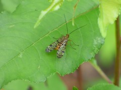 Panorpa submaculosa