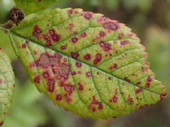 Diplocarpon