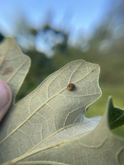 Acraspis quercushirta