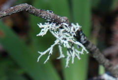 Evernia mesomorpha