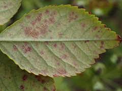 Diplocarpon