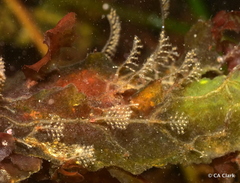 Hydrozoa