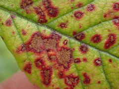 Diplocarpon