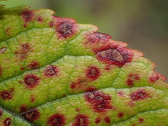 Diplocarpon