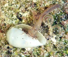 Sipuncula