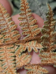 Myriopteris lindheimeri