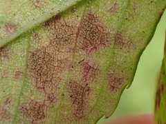 Diplocarpon