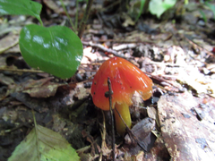 Hygrocybe cuspidata