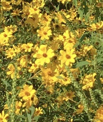Coreopsis palmata