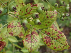 Diplocarpon