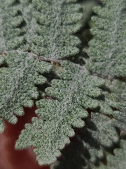 Myriopteris lindheimeri