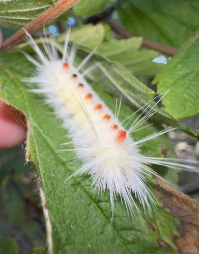 Spotted Tussock Moth, photo 5 of 9