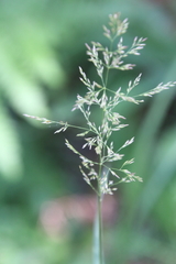 Poa pratensis