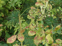 Diplocarpon