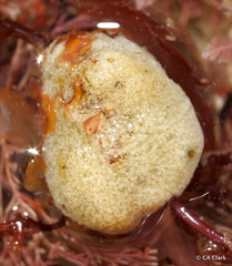 Porifera
