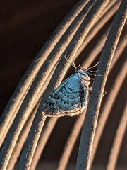 Ecliptopera silaceata